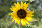 Common sunflower